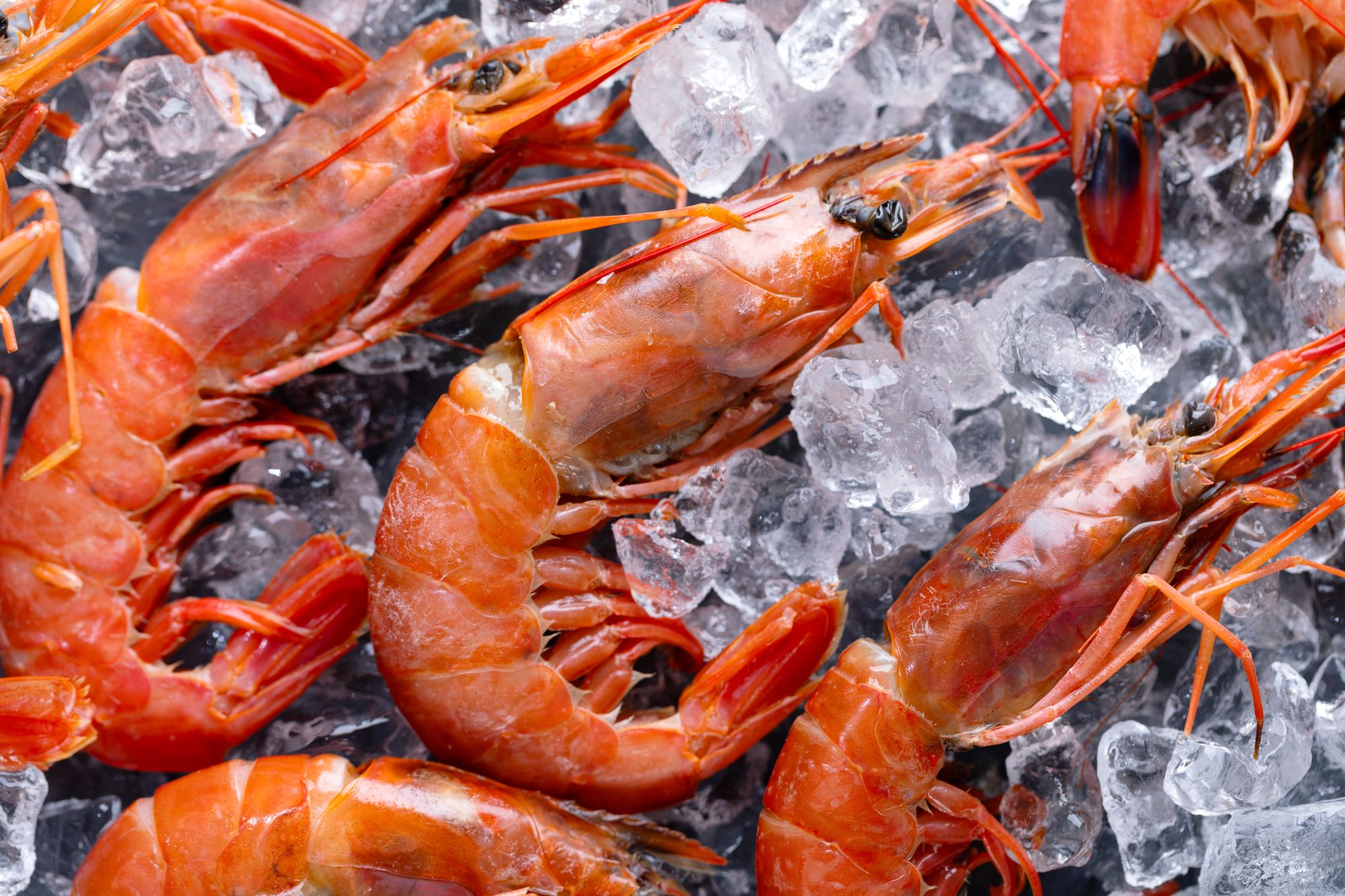 raw-shrimps-ice-cubes